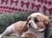Cavalier King Charles Spaniel!