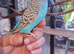 4 blue chicks and 1 green adult male