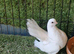 Serbian pigeons