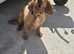 Cocker spaniel