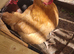 Buff orpington