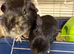 2 bonded boys and 2 bonded girls