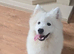 Female Samoyed