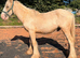 Eye catching Palomino Gelding