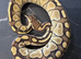 Black pastel lesser