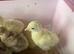 Crowllitzer Turkey Poults hatched 29/5/26