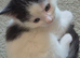 Kitens