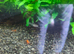 Shrimp