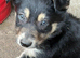 Beautiful Puppies for Sale