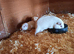 Self white guinea pig sows
