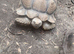 Sulcata male tortiose