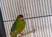 Kakarike Cock Bird