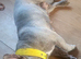 Needs a five star home asap