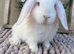 Beautiful mini lop babies