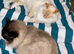 Bonded pair (brothers)