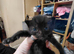 Russian blue x
