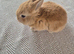 READY NOW lionhead lop x Harliquin kits