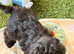 Cockapoodle