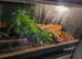 Beautiful male banana ball python