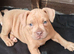 American Bully Pocket(Last Female)