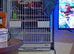 Budgies