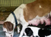 Jack a bee cross sprollie puppies