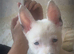 9 weeks only Belgium malinos white