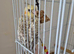 3 month old male pearl cockatiel