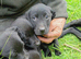 Labrador puppies