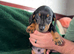 Dachshund puppies looking for their forever home