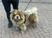 Lilac Merle chow chow stud
