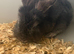 2 male bunnies