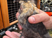 Silkie x pekin pair