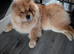 Kc registered chow chow