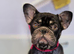 Female frenchie 3 years old
