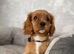 Cavalier King Charles