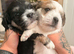 2 gorgeous pups left one boy one girl.