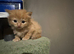 Ginger tabby