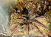 Therophosa stirmi