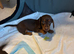 Miniature chocolate and tan DACHSHUNDS