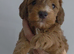 Beautiful cockapoo puppies
