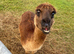 Phil the alpaca