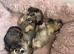 Beautiful Long-Haired Miniature Dachshund Puppies