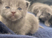 Ragdoll X British Kittens