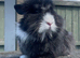Lionhead buck looking for forever home