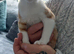 Mixed Breed Kittens
