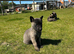 2 Mali x Shepherd Boy Pups. Ready to leave 3rd May.