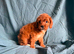 Cavapoo puppies