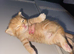 Male ginger kittens ready 19th Aug