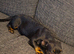 Dachshund cross FrenchBull dog